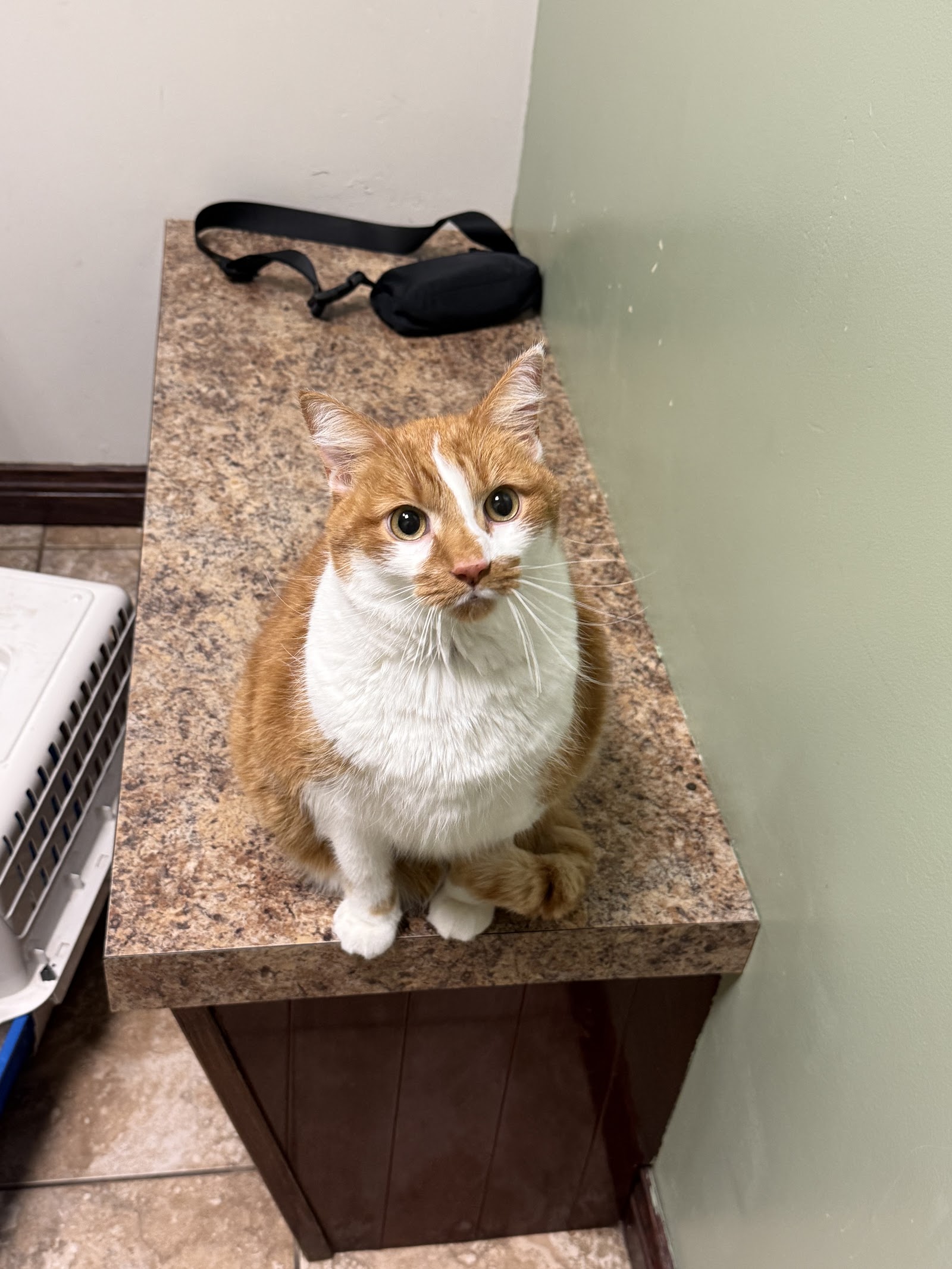 Blue Cross Animal Hospital in Royal Oak