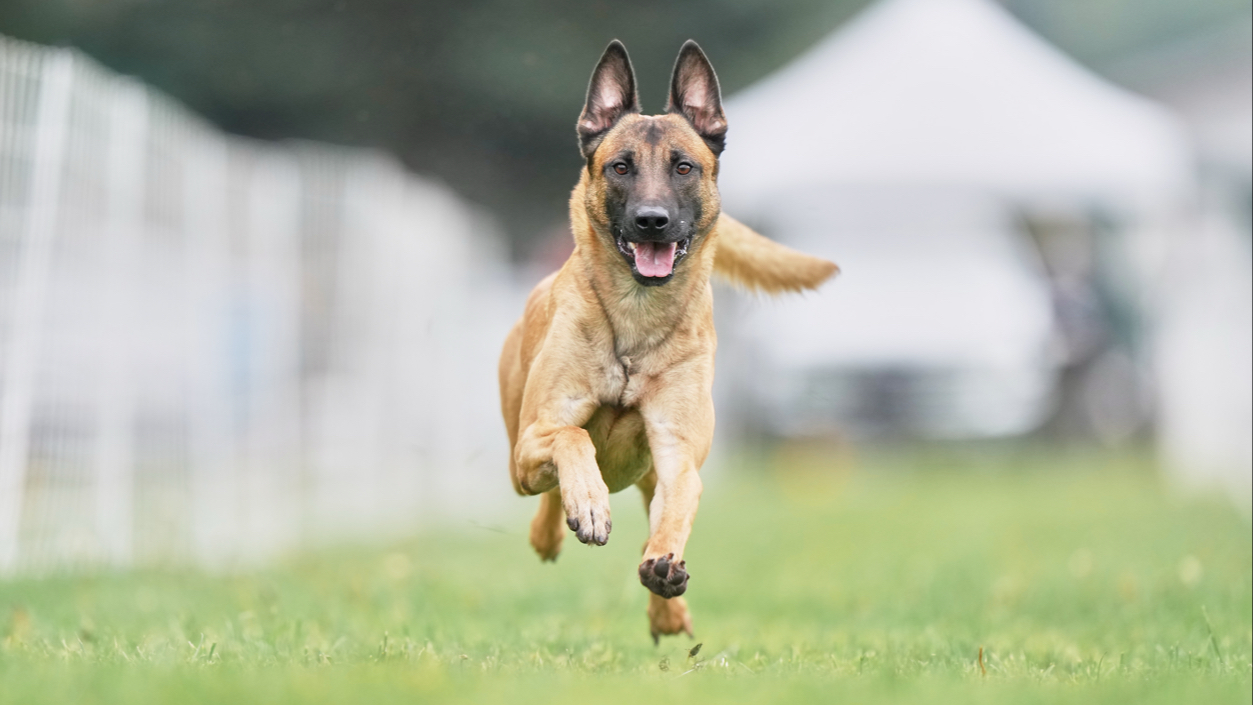 Connected Canine Academy in Royal Oak