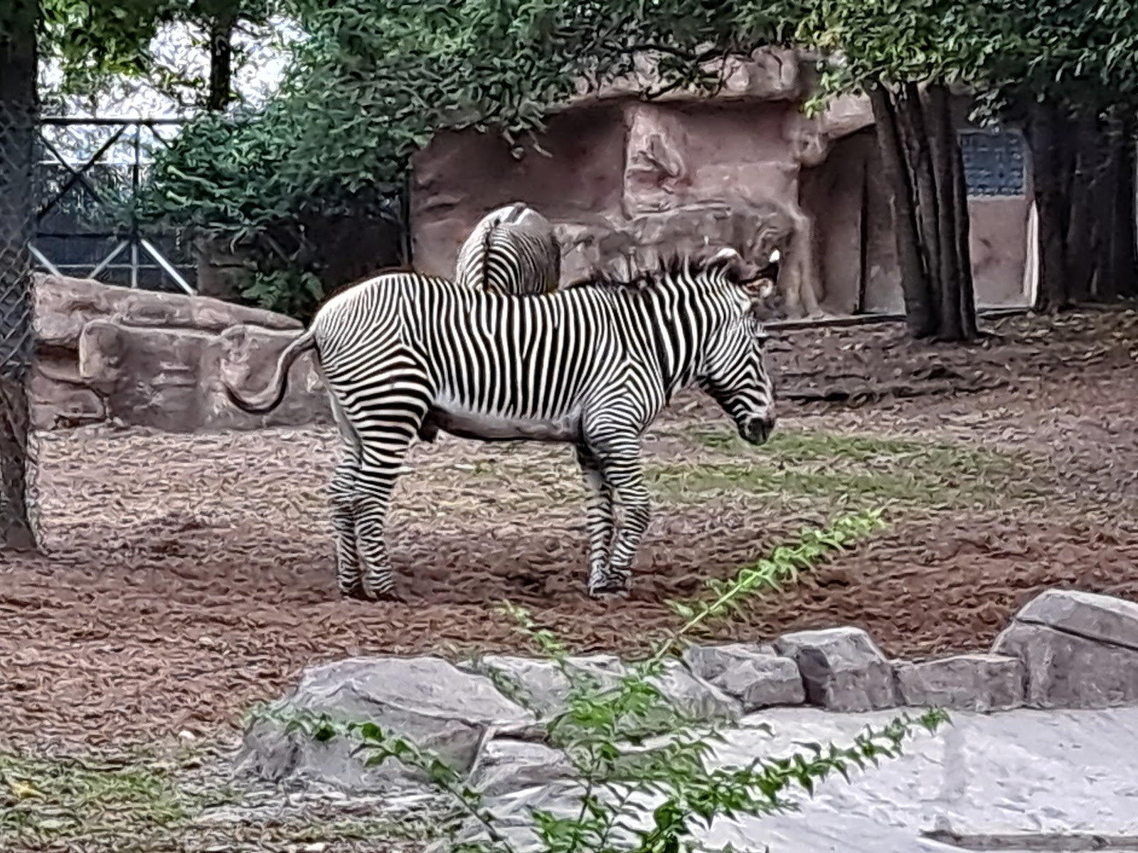 Detroit Zoo Safari Station — photo