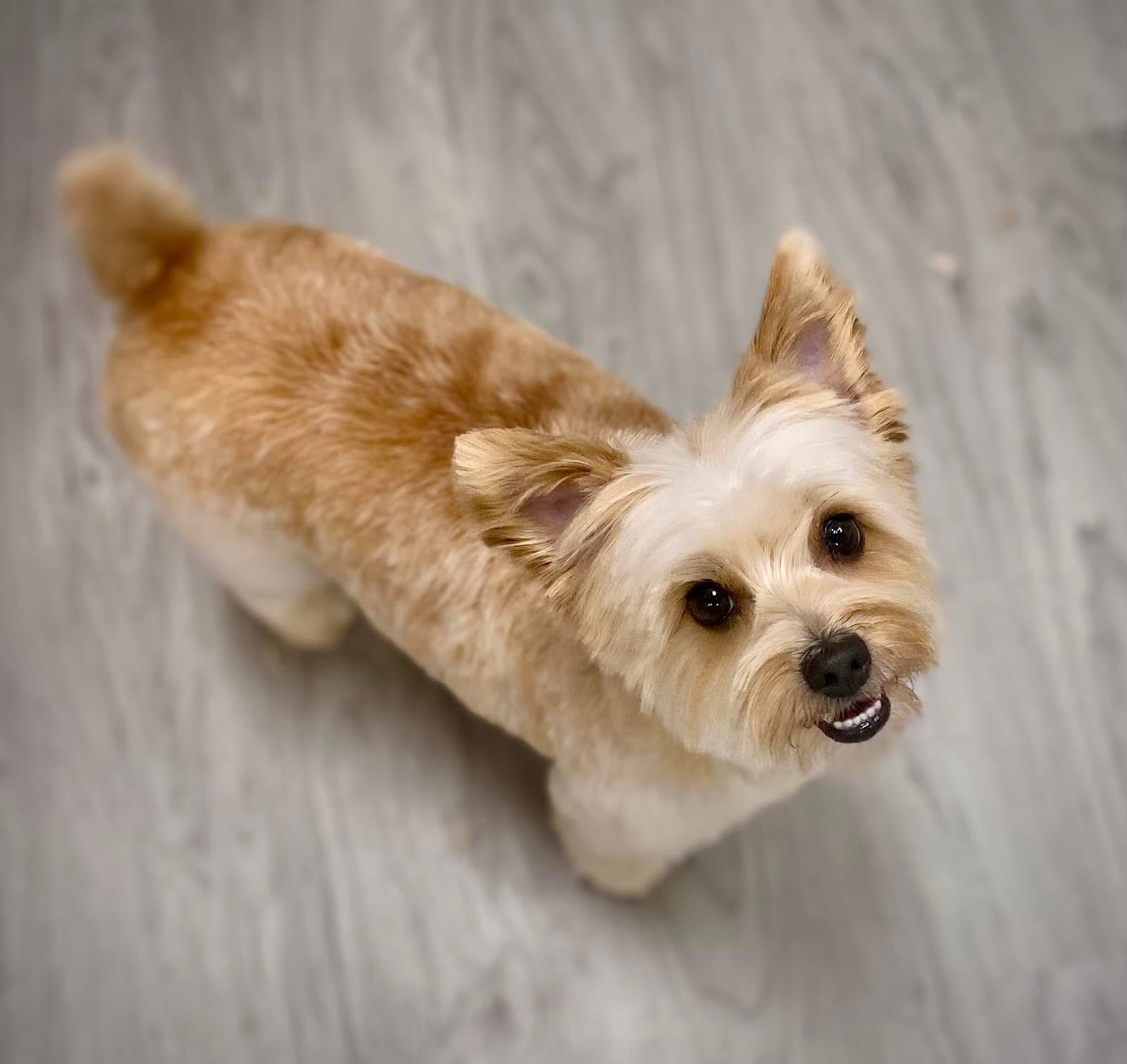 Exclusive Pet Grooming — photo