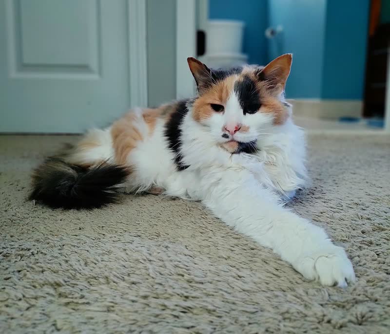 Grateful Paws Michigan in