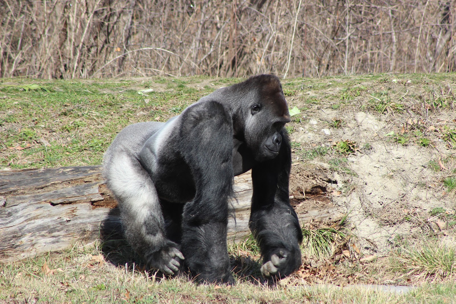 Great Apes of Harambee — photo