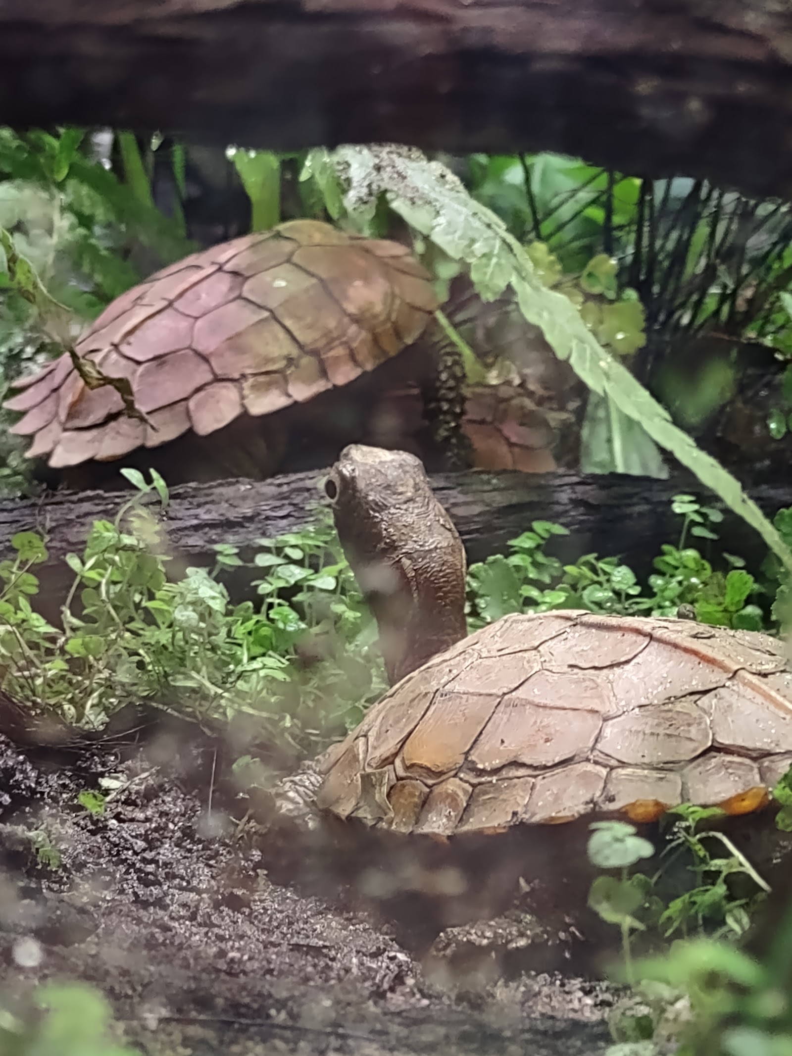 Holden Reptile Conservation Center — photo