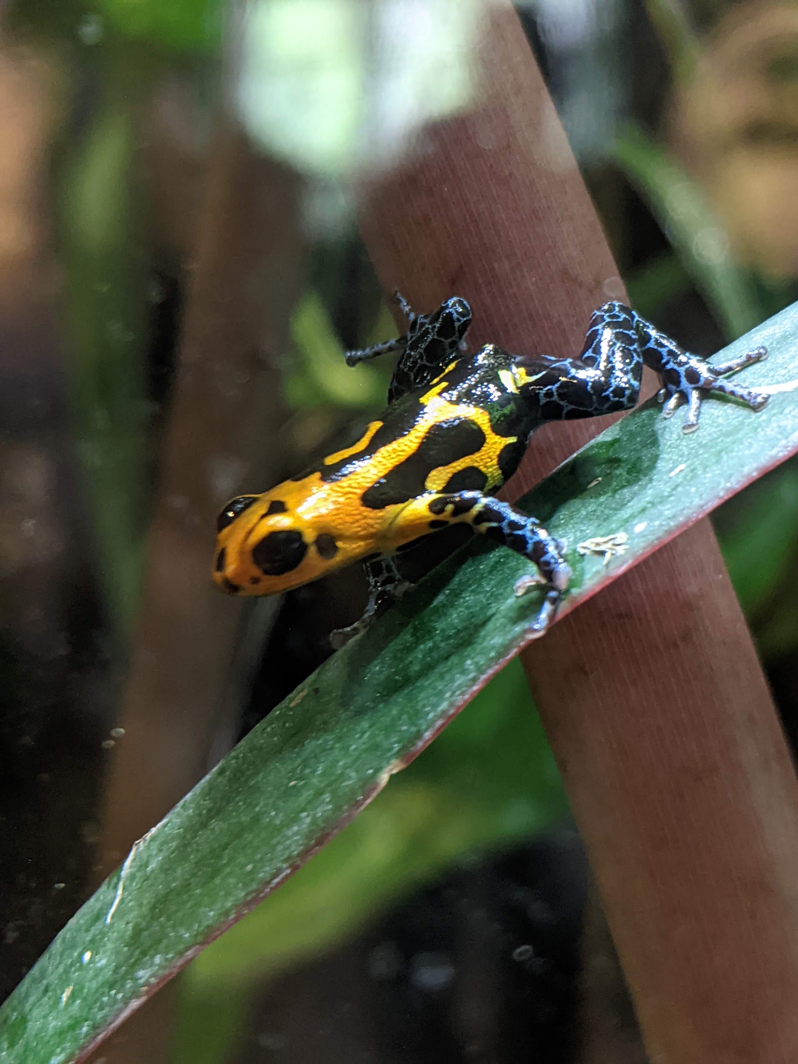 National Amphibian Conservation Center — photo