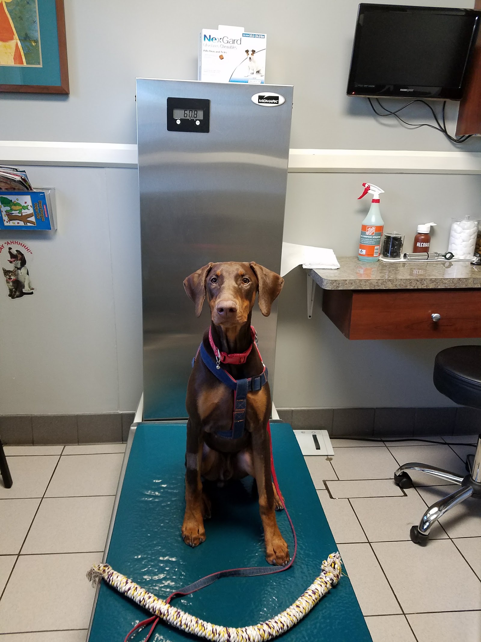 North Main Animal Hospital in Royal Oak