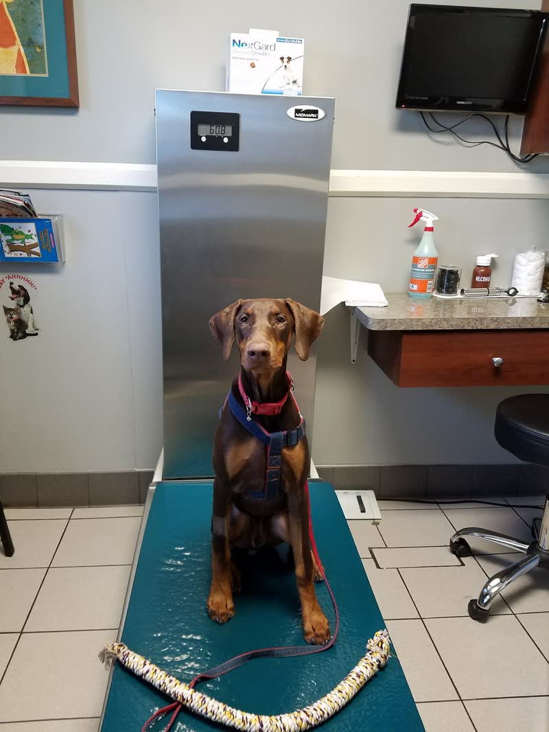 North Main Animal Hospital — photo