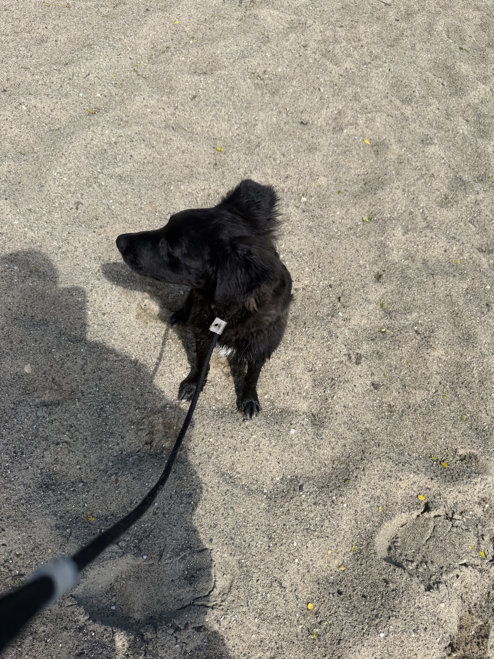 Nose Eyes Ears Dog Training — photo