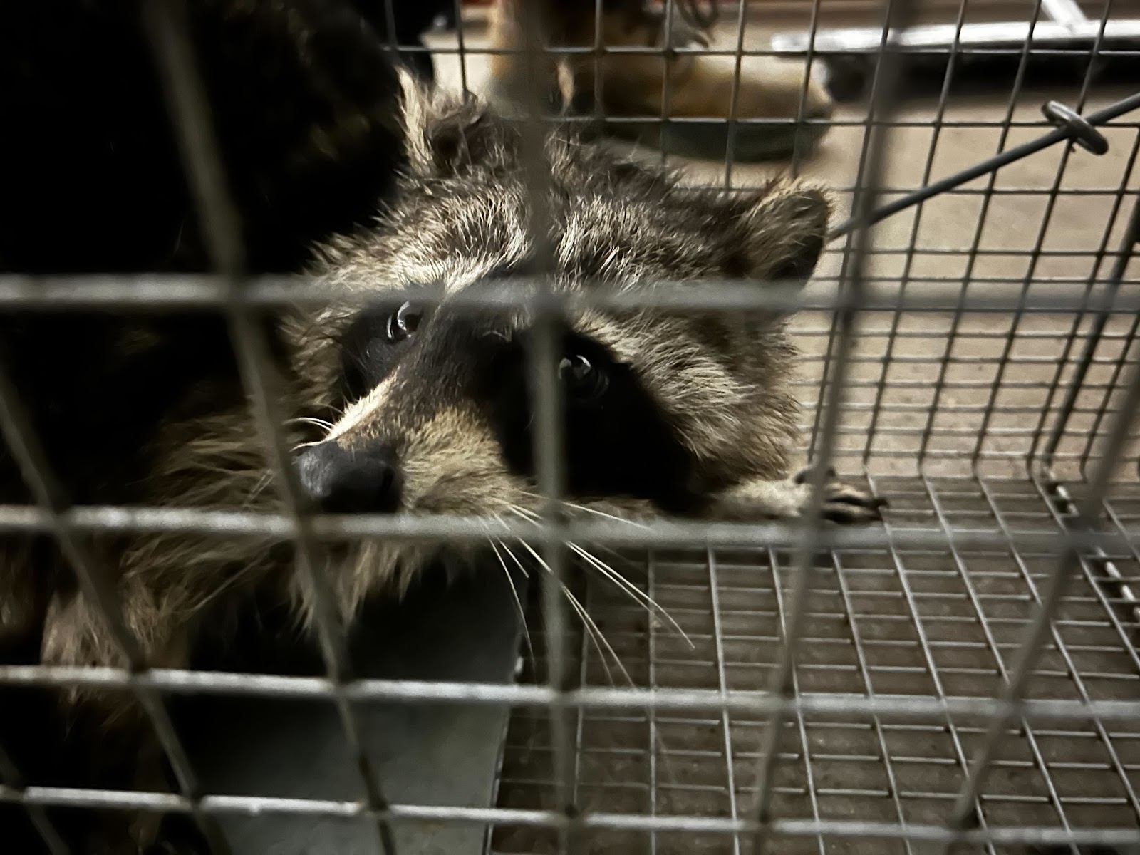 Pest No More — photo