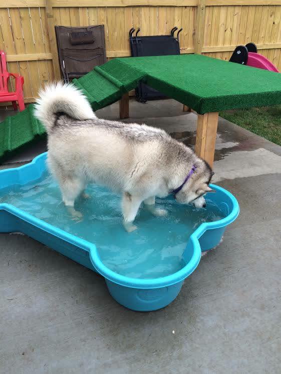 Puppy Love Dog Socialization Center & Spa — photo