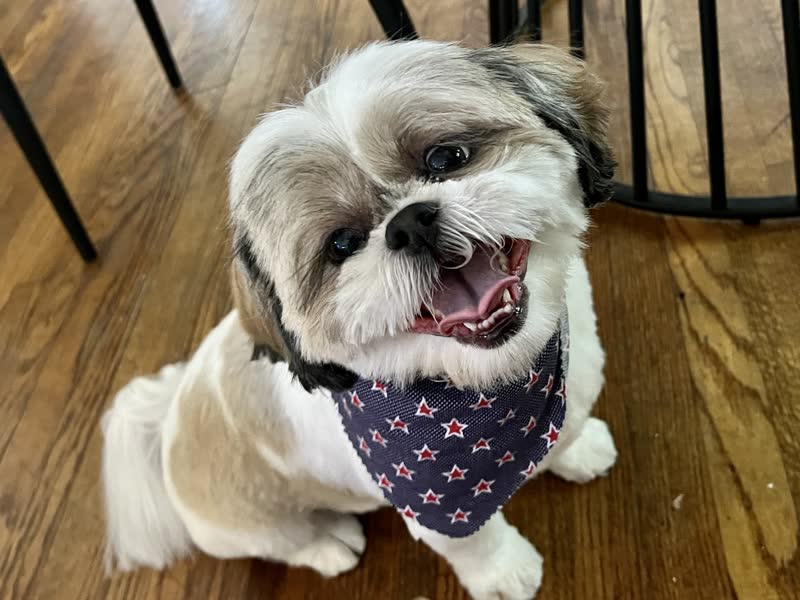 Shear Perfection by Pet Spa in Royal Oak