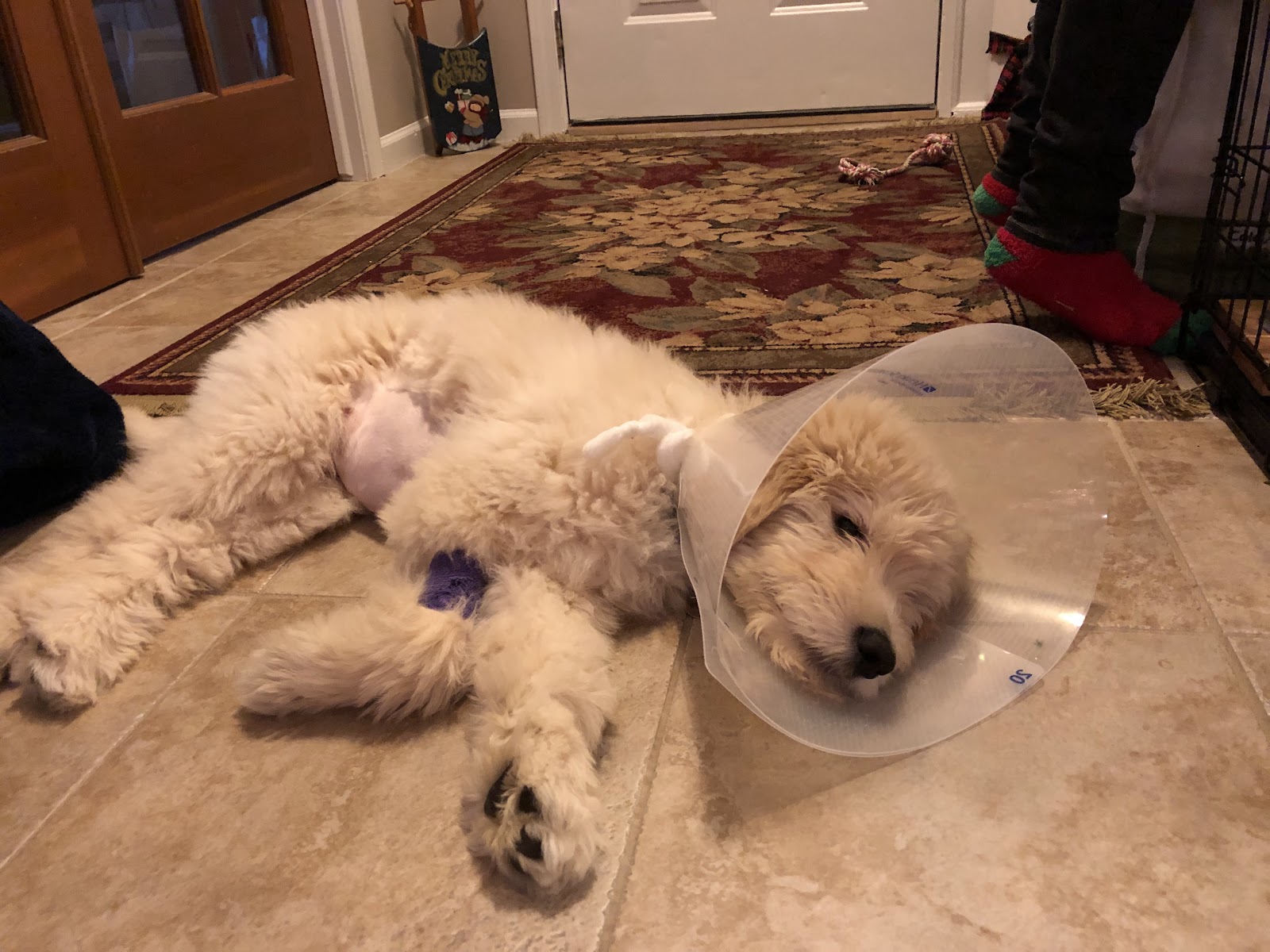 Veterinary Emergency Service in Madison Heights