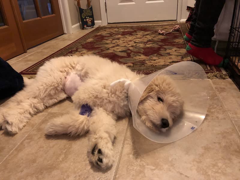 Veterinary Emergency Service in Madison Heights
